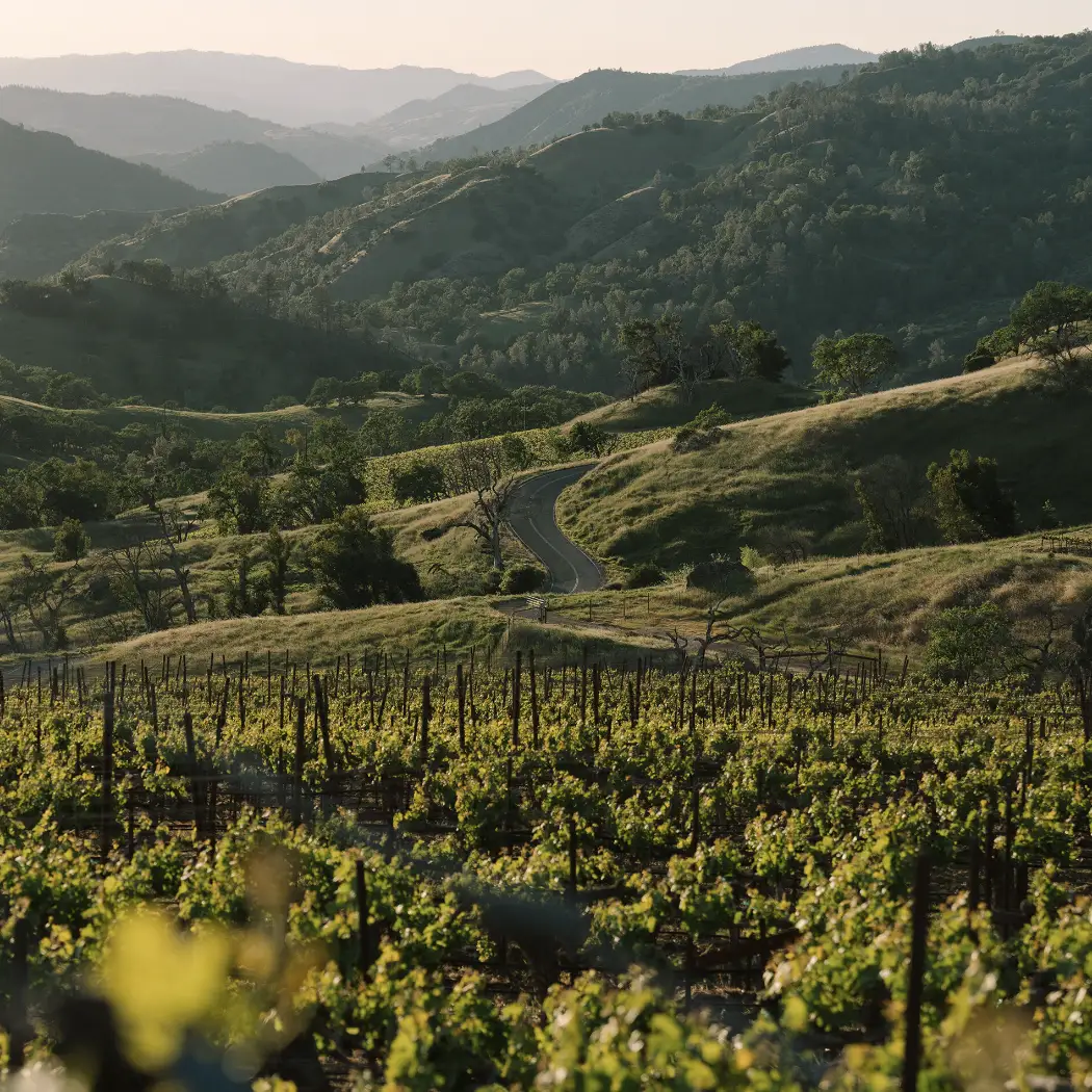 Stonestreet Estates Vineyard- wide sprawling, green vineyard with a road down the middle