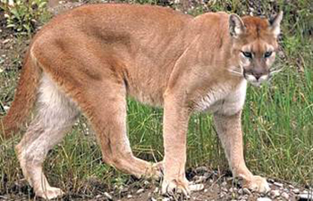 puma from where