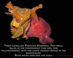 the-longlure-frogfish-4-250x196.jpg