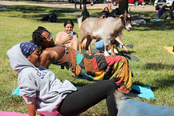 Goat Yoga Students Pose